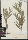 Foto von Salix alba subsp. vitellina (L.) Arcang.